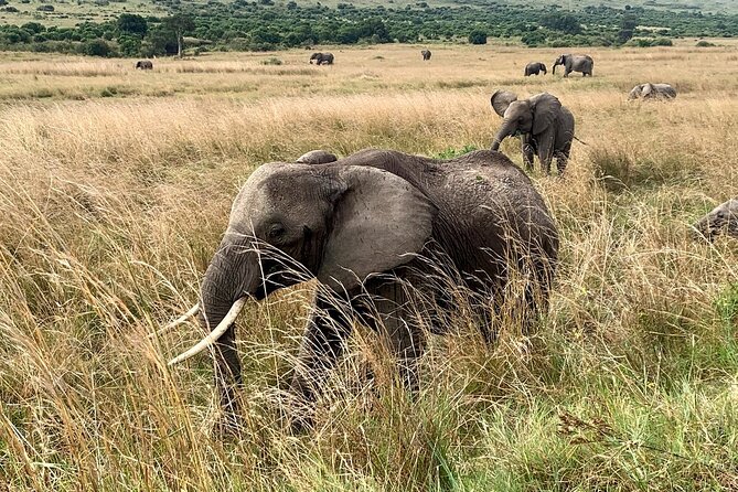 3 Days Mara Jambo Shared Safari Adventure - Additional Activities