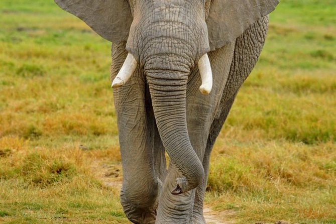 3 Days Masai Mara National Reserve Safari - Accommodation Options