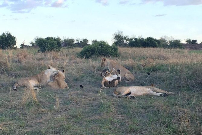 3 Days Masai Mara - Host Response
