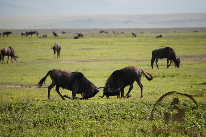 3 Days Safari in North- Ngorongoro, Tarangire, Mt. Oldeani - Transportation and Accommodation