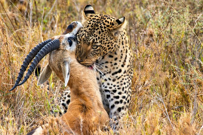 3 Days Safari Serengeti & Ngorongoro Crater - Delectable Dining Experiences
