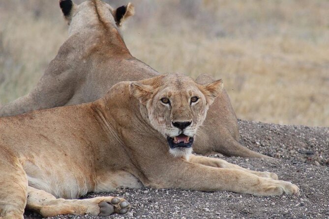 3 Days Safari Tsavo East and Taita Hills (Saltlick Lodge) - Accessibility Features