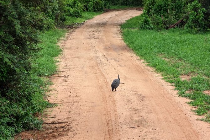 3 Days Safari Tsavo East and Taita Hills Saltlick Lodge - Accommodations and Amenities