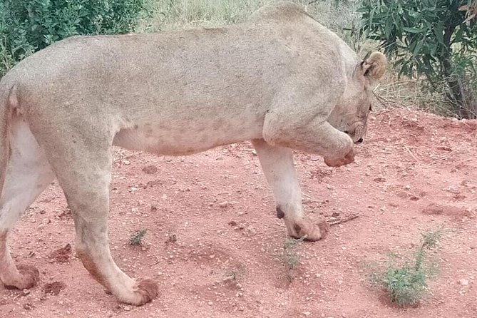 3 Days Safari Tsavo East and West - Accessibility Features