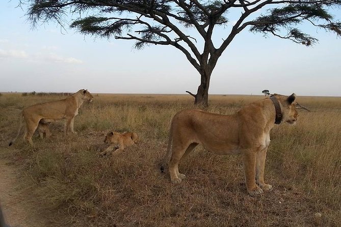 3 Days Serengeti National Park From Zanzibar - Practical Information