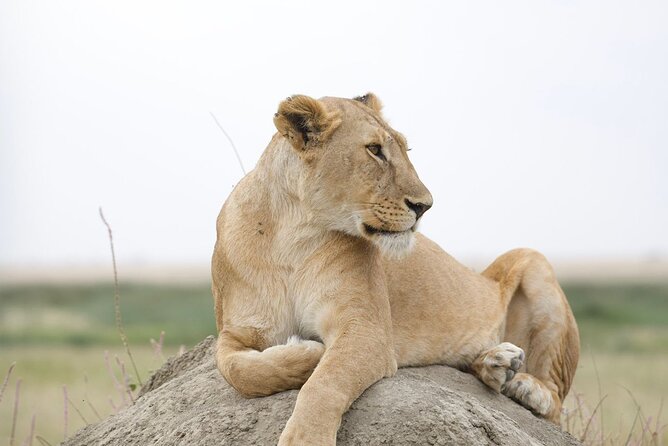 3 Days Serengeti & Ngorongoro Group - Accommodation and Meals