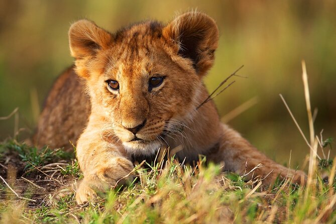 3 Days Tanzania Safari to Manyara Tarangire and Ngorongoro - Travel Tips