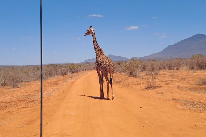 3 Days Tsavo East & Amboseli Safari From Mombasa/Diani or Nairobi - Traveler Information and Confirmation