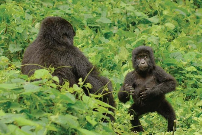 3 Days Uganda Gorilla Safari Tour With Relaxation on Lake Bunyonyi - Exploring Lake Bunyonyi