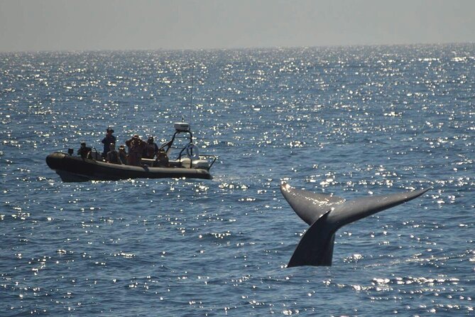 3-Hour Guided Whale and Dolphin Watching Experience in San Diego - Traveler Reviews and Insights