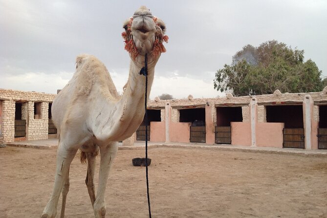 3 Hours Camel Ride in Essaouira With Dinner and Overnight in Berber Camp - Berber Culture Insights