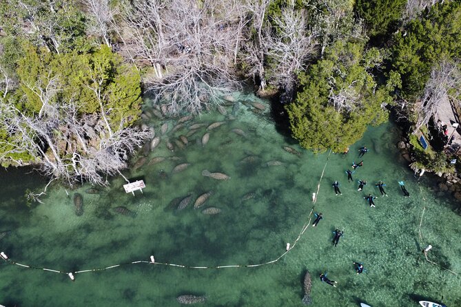 3 Hours Manatee Swim Tour in Florida - Tour Experience Highlights