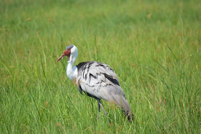 3 Hrs Game Drive in Chobe National Park - Traveler Information and Reviews