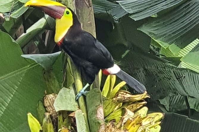 3 in 1, Zipline Over Blue River, Tubing on Blue River and Sloths - Included Amenities