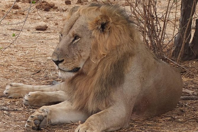 3 Nights 4 Days Ruaha National Park - Health and Safety Considerations