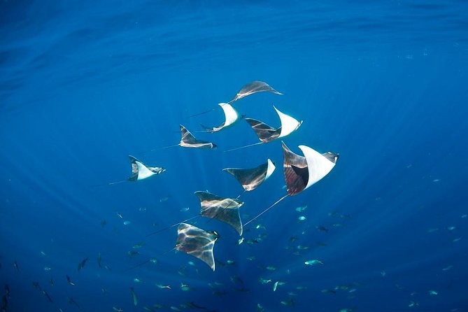 3 Tank Combo Cabo Reserve & Corridor, Certified Divers With MANTA - Health and Safety Guidelines