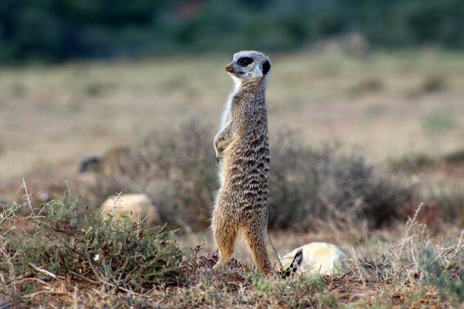 4 Day Addo to Karoo Safari - Photographic Opportunities
