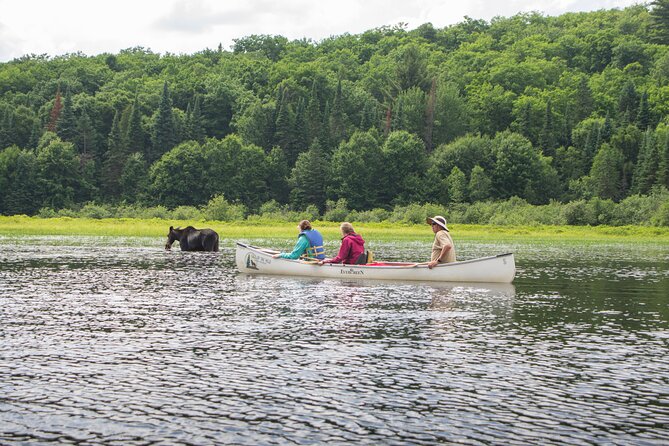 4-Day Algonquin Park Canoe Trip - Accommodation