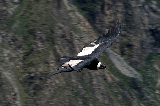 4 Day Arequipa and Colca Canyon Tour - Confirmation and Cancellation Policy