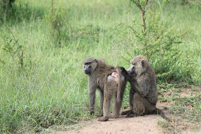 4 Day Gorilla Trekking & Golden Monkeys - Accessibility Features