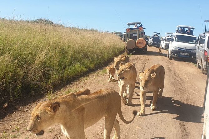 4 Day Group Tour to Maasai Mara and Lake Nakuru by a 4WD Cruiser - Customer Feedback