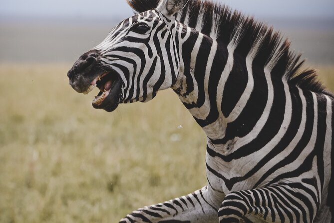 4-Day Private Masai Mara Kenya Safari Tour - What to Bring and Wear