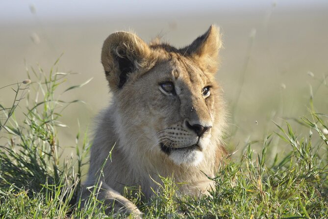 4-Day Simba Safari - Mid Range Tour - Booking and Cancellation