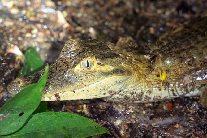 4-Day Wildlife Camping Tour to Pacaya-Samiria National Park From Iquitos, Peru - Guest Reviews