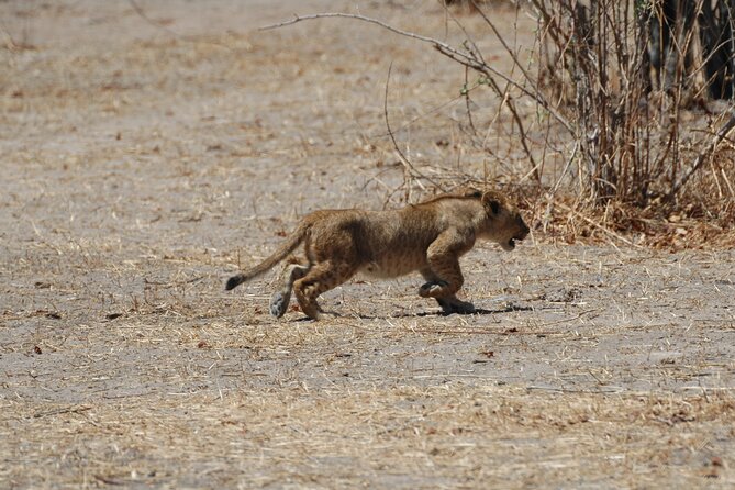 4 Days / 3 Nights Safari to Ruaha National Park - Accommodation and Meals