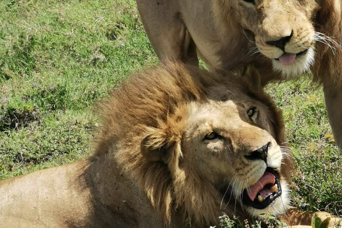 4 Days Big 5 Tour & Cultural Experience - Reviews and Ratings