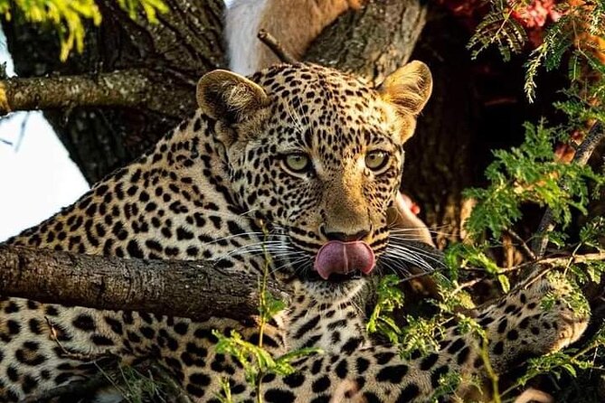 4-Days Bush to Bush Authentic Budget Safari - Meeting and Pickup Details
