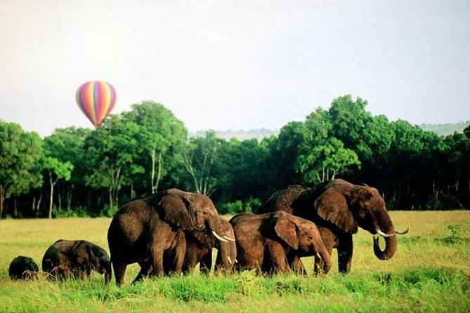 4 Days Enthralling Safaris in Kenya-lake Nakuru Masai Mara - Special Requirements and Accessibility