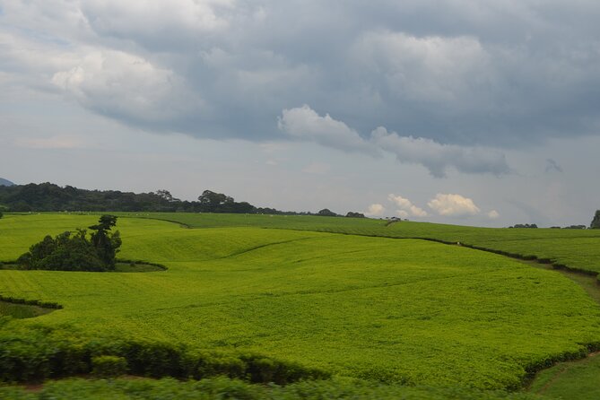 4 Days Gorilla Tracking Tour in Uganda - Physical Fitness Requirements