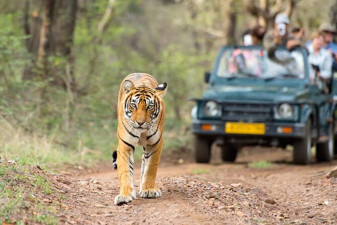 4 Days: Jaipur, Ranthambore Tigers & Taj Mahal Tour From Jaipur With Delhi Drop - Inclusions and Accommodation