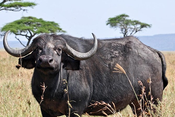 4 Days Joining Group Budget Camp Safari in Serengeti , Ngorongoro and Tarangire - Itinerary