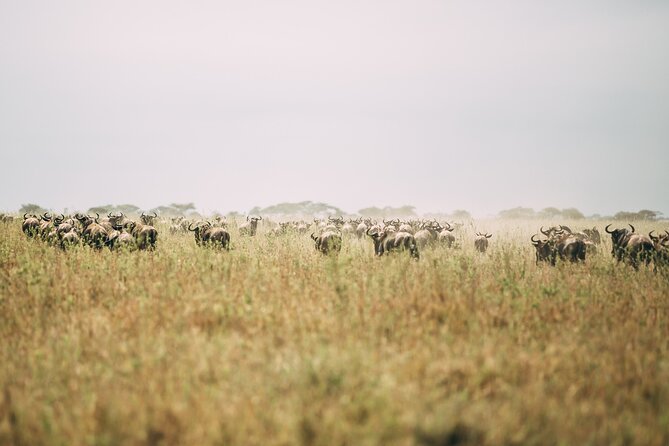 4 Days Lodge Safari in Lake Manyara, Serengeti & Ngorongoro Crater - Visiting the Ngorongoro Crater