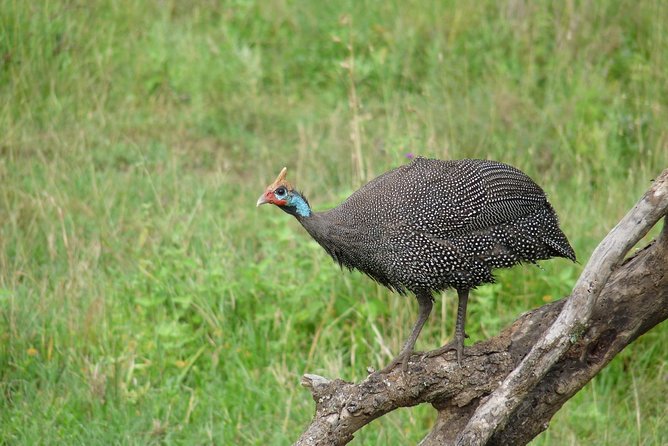 4 Days Lodge Safari - Included Activities and Services