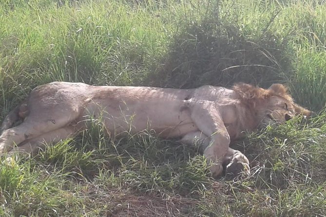 4 Days Maasai Mara and Lake Nakuru Unforgettable Safari - Inclusions and Exclusions