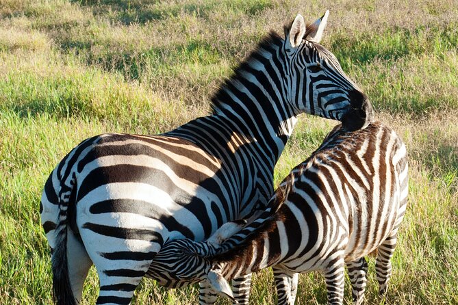 4 Days Maasi Mara-Nakuru National Park Budget Camping Safari - Pickup and Transportation