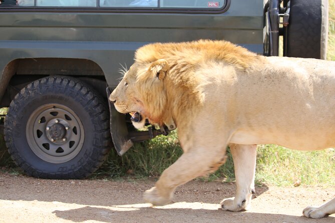 4 Days Masai Mara Lake Nakuru Jeep Safari - Accommodation and Meals