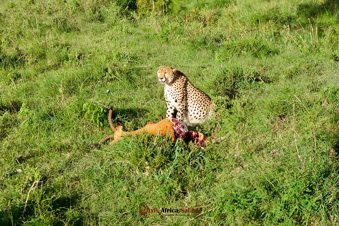 4 Days Safari Adventure Masai Mara and Nakuru Park Group - Booking Details