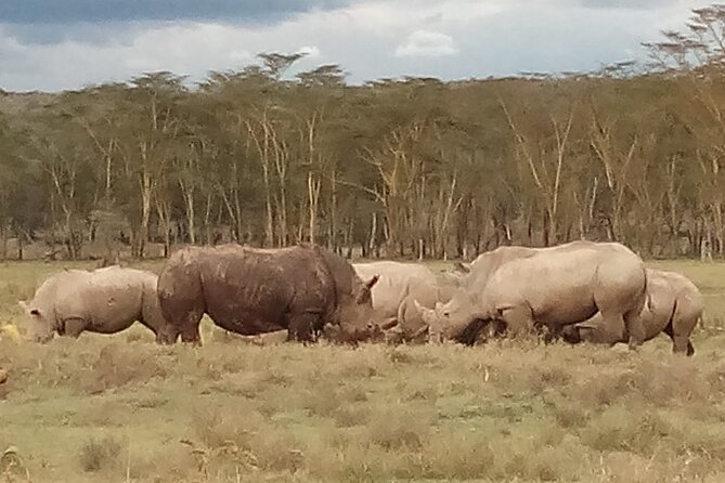 4 Days Safari to Lake Nakuru N/P and Maasai Mara N/R - Wildlife Viewing in Nakuru