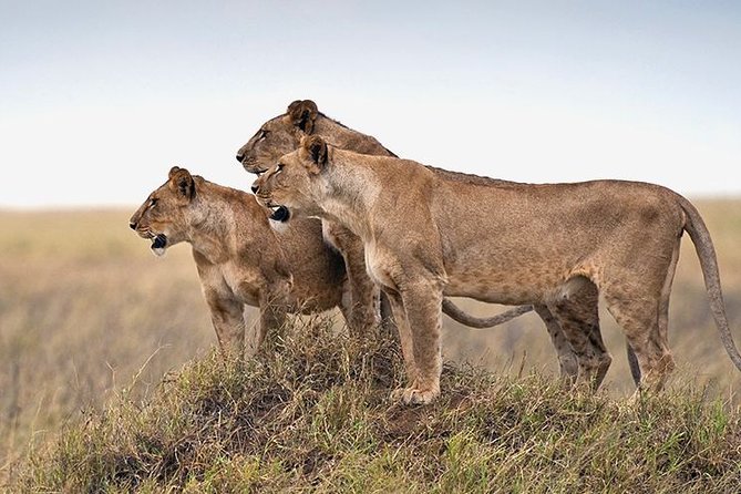 4 Days Serengeti and Ngorongoro Crater Tanzania Tour - Ratings and Cancellation