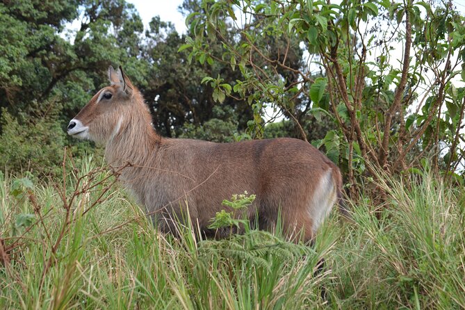 4 Days Serengeti & Ngorongoro Mid Range Tour - Accessibility Information