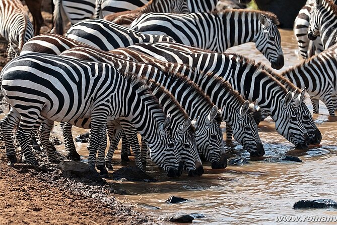 4 Days Tanzania Luxury Camping Safari - Booking Information