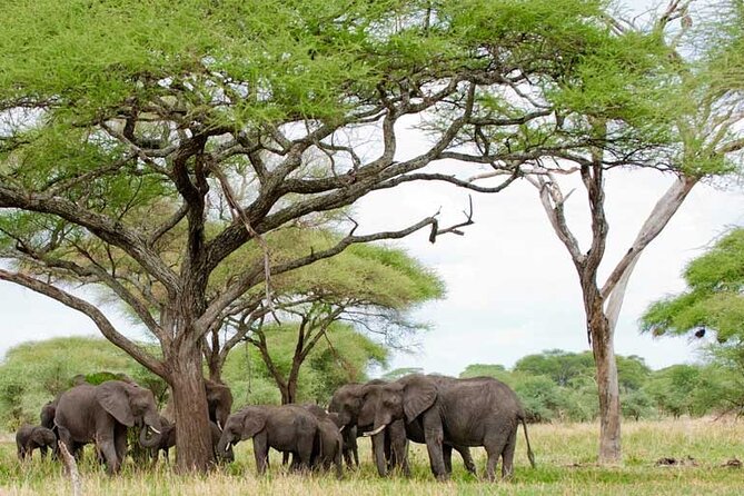 4 Days Tanzania National Parks Private Safari From Zanzibar - Pickup Information