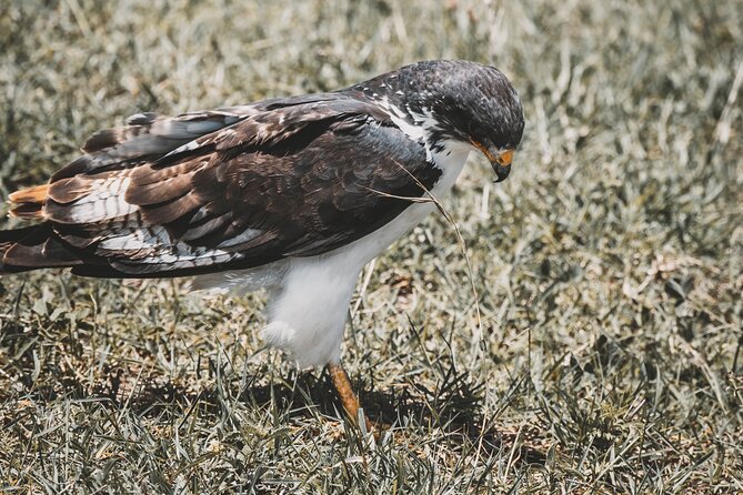 4 Days Tarangire, Serengeti and Ngorongoro Crater Camping Safari - Daily Itinerary and Logistics