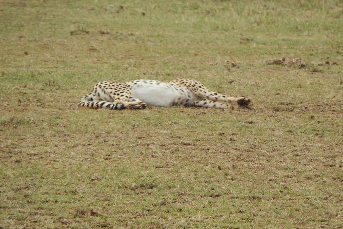 4 Days Tarangire, Serengeti & Ngorongoro - Meals and Dining