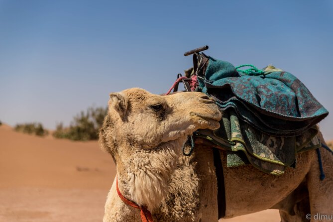 4 Days Trek - the Legs of Camels - Participant Requirements