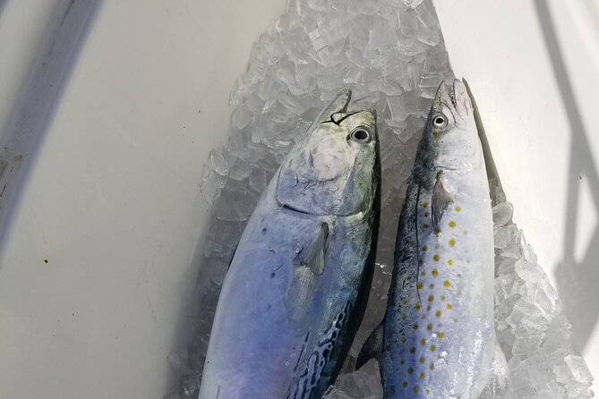 4-hour Fishing Adventure at Belleair Causeway - Schedule and Availability